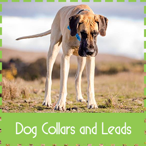 Dog Collars and Leads